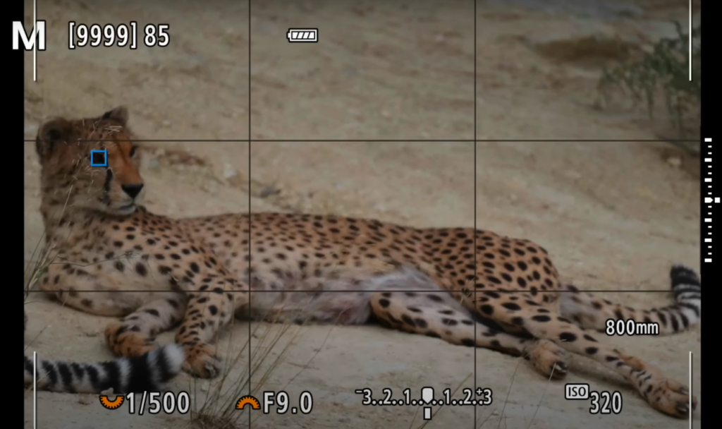 Détection des yeux de l'autofocus en photographie animalière sur le Canon R5 Mark II