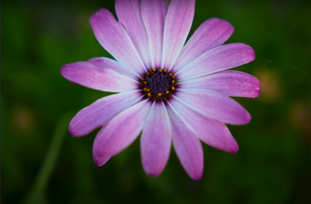 Fleur en proxy-macro avec le Sigma 18-50mm f2.8