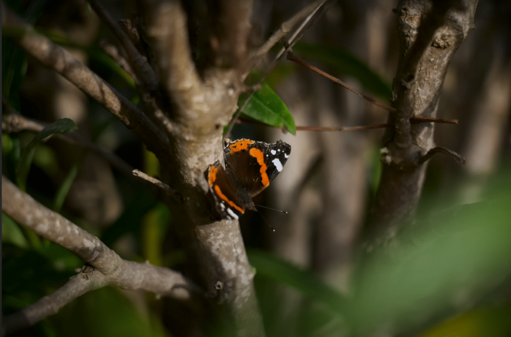 Proxy-macro avec le Canon RF 28-70mm f2.8