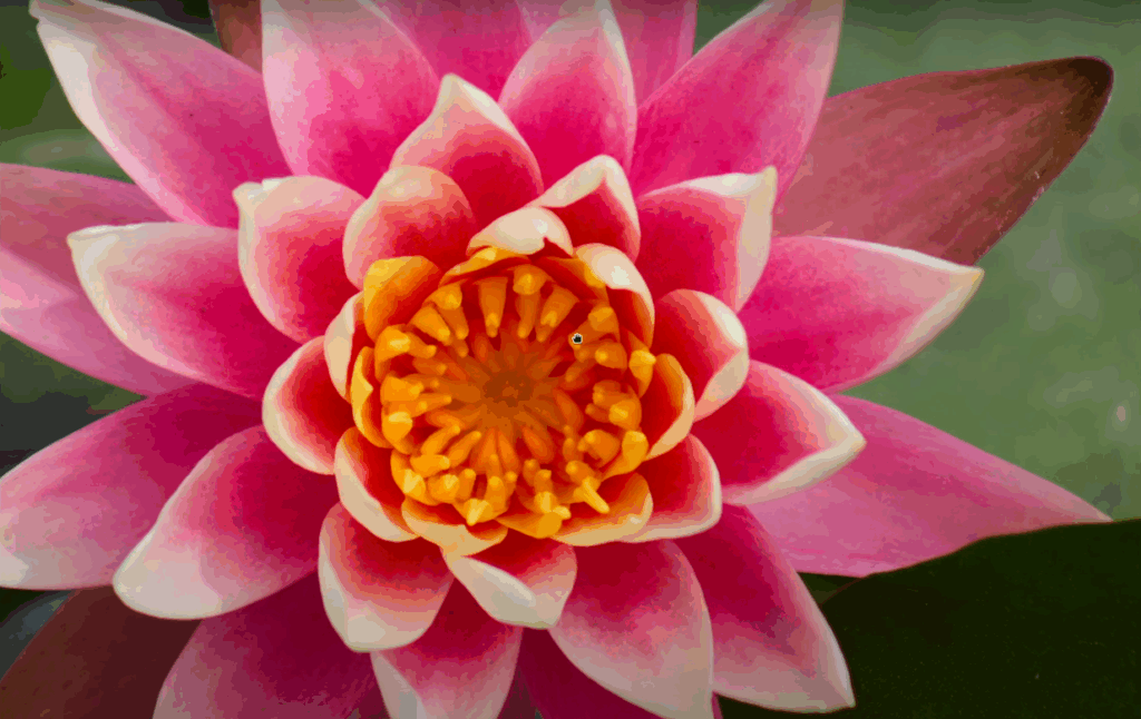 Fleur en proxy-macro prises avec le Canon RF 75-300mm f4-5.6