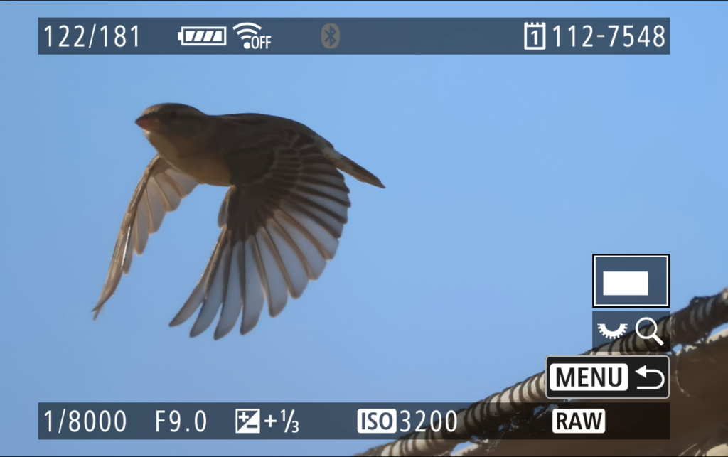 Décollage d'oiseau avec pré-capture de la rafale